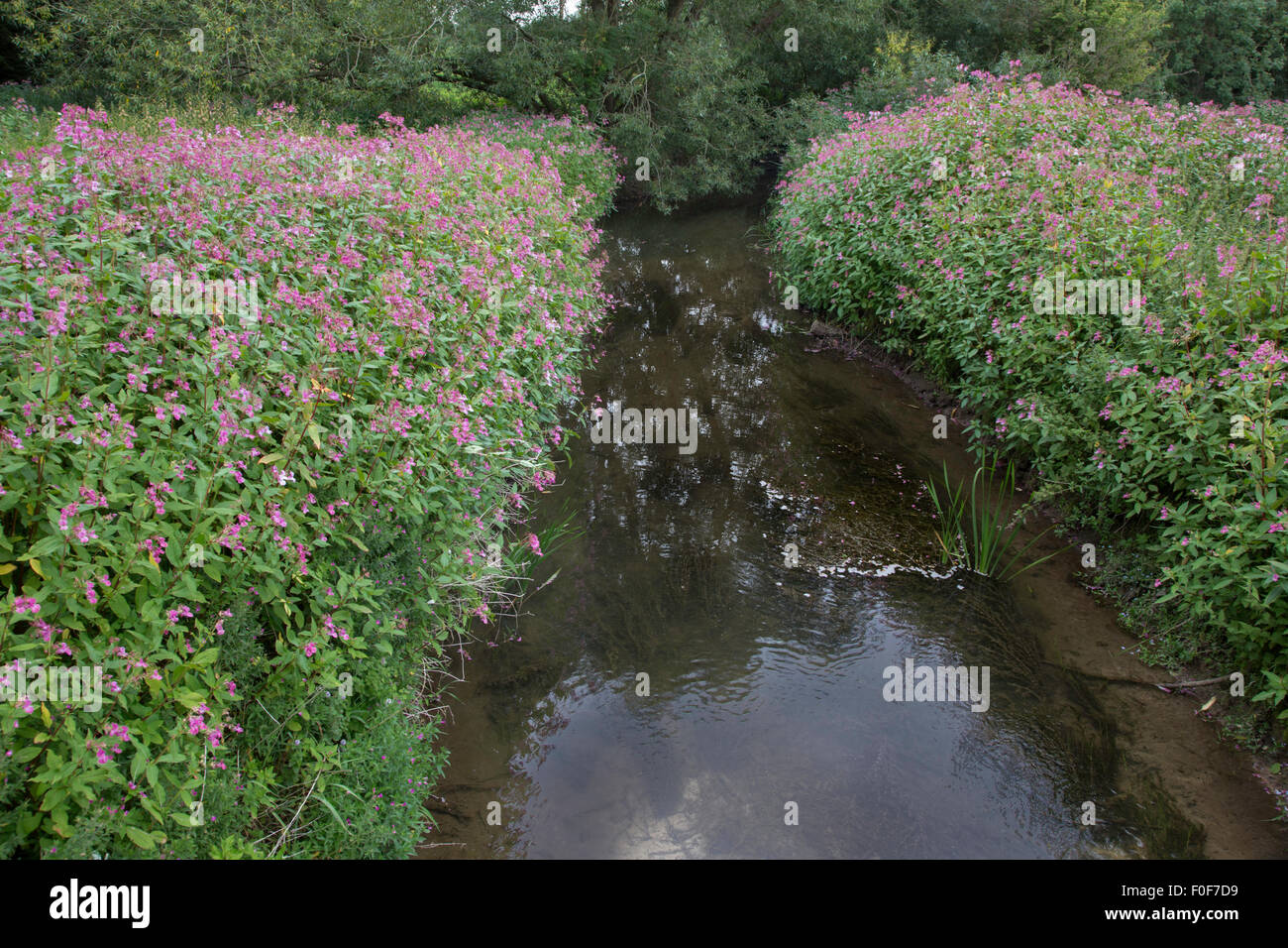 The invasive Himalayan Balsam (Impatiens glandulifera) along an English waterway, England, UK Stock Photo