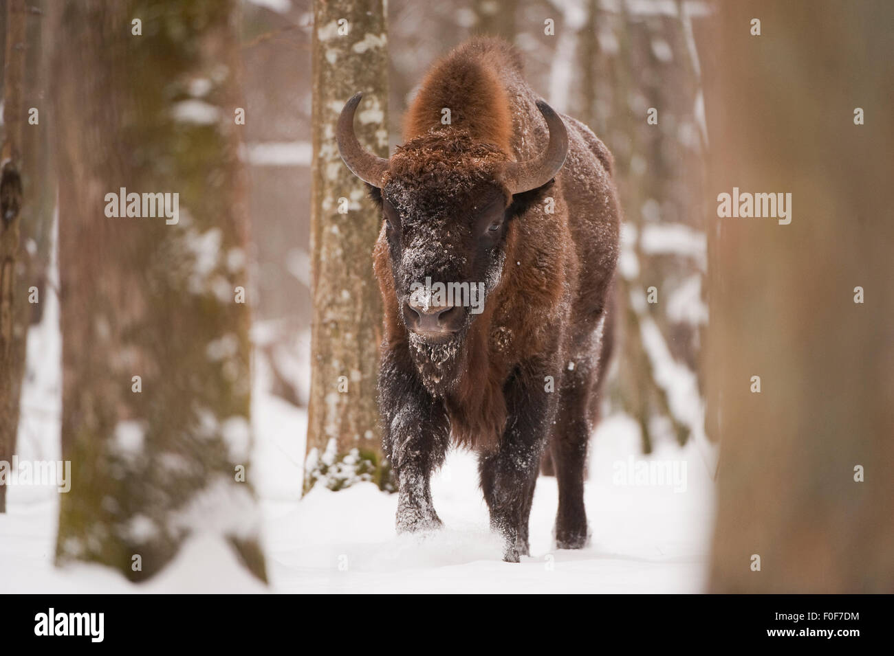 European bison (Bison bonasus) walking through snow in forest ...