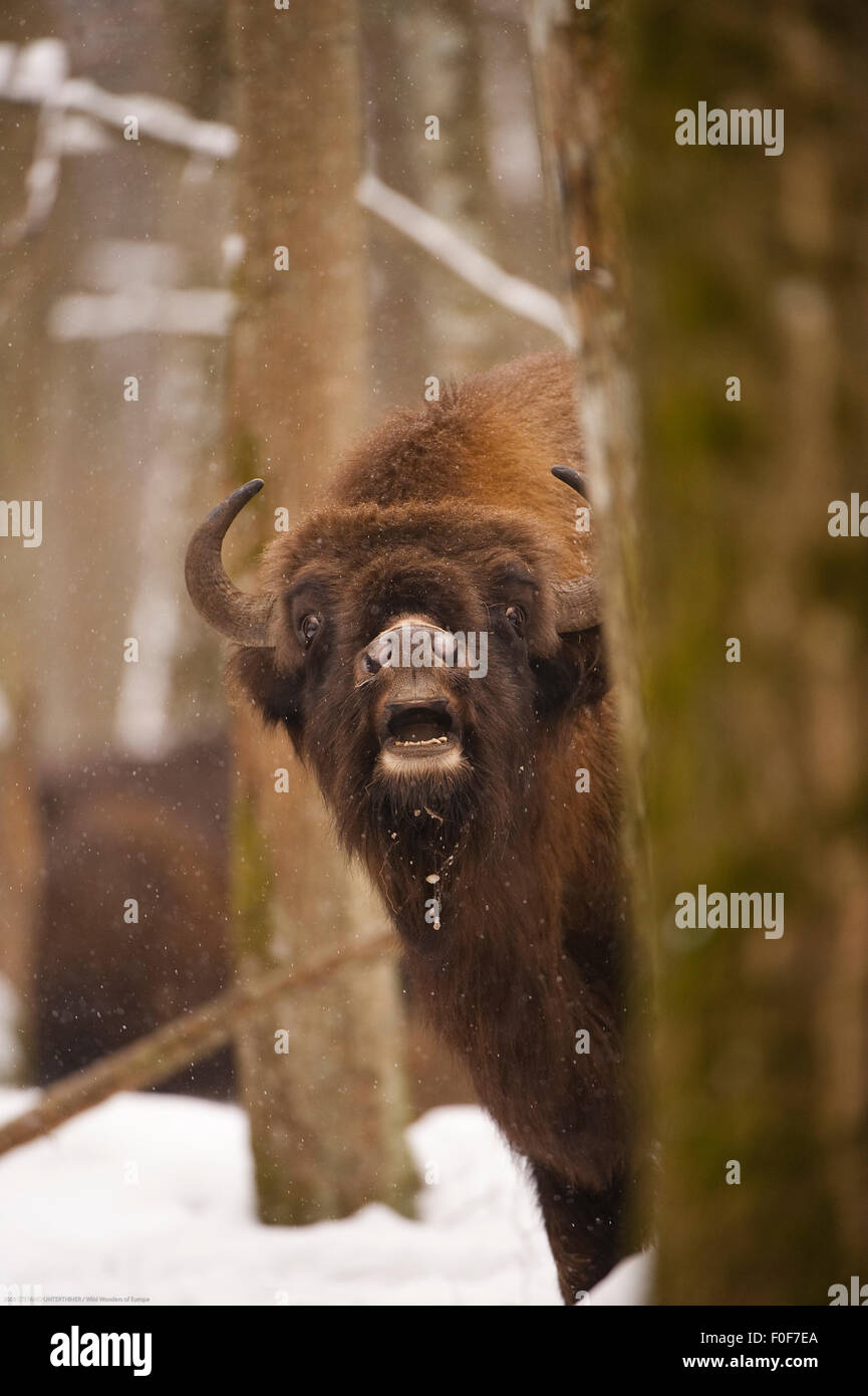 Bialowieza bison hi-res stock photography and images - Alamy