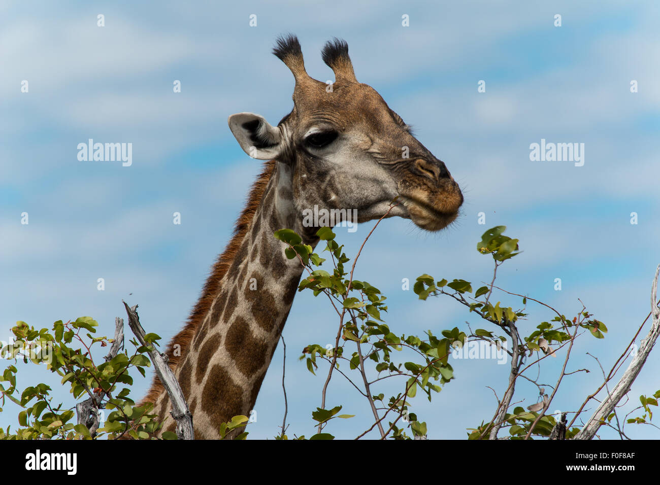 Giraffe eating leafs of a tree in Nxai Pan. A long neck is ideal for high trees. Stock Photo
