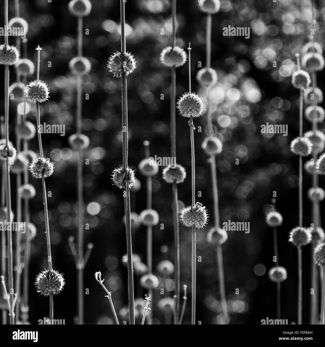 Abstract sphere sting plant black white. Gradually unsharp background