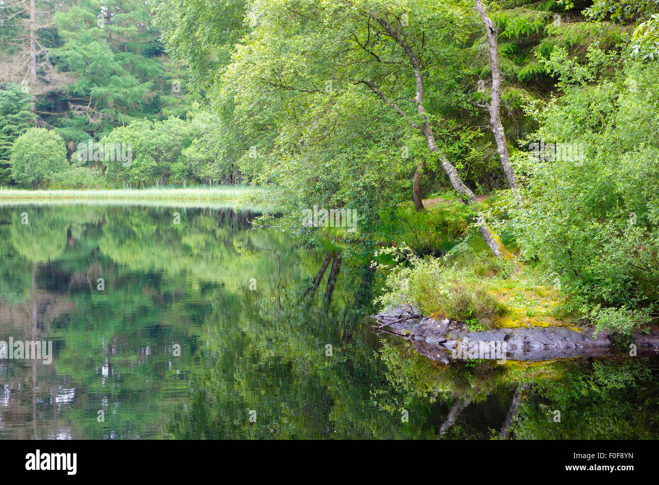 Little Bruntis Loch, Kirroughtree Forest, Dumfries & Galloway, Scotland, UK Stock Photo