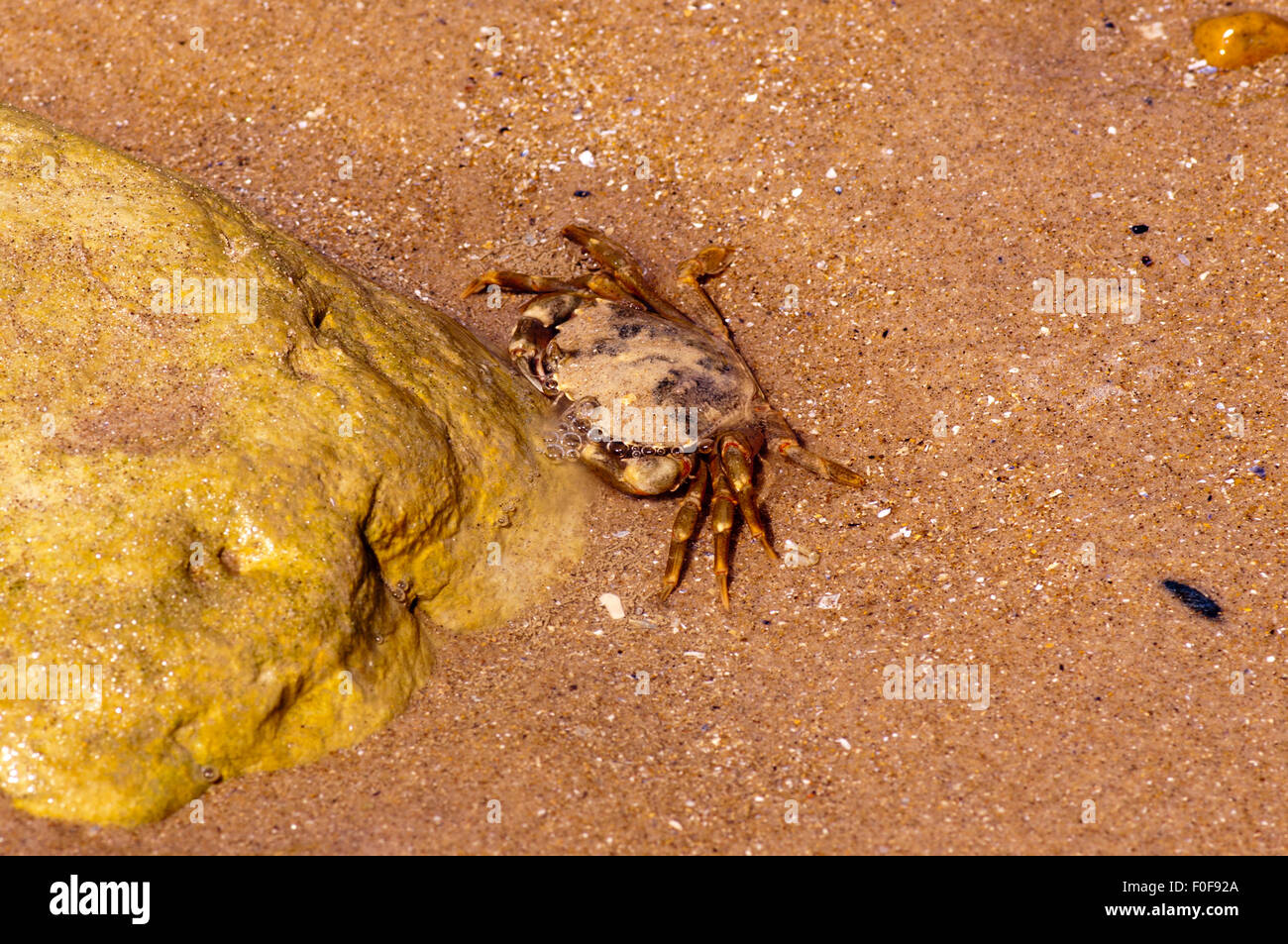 Shore Crab Carcinus maenas blowing bubbles as it burrows into the sand Stock Photo