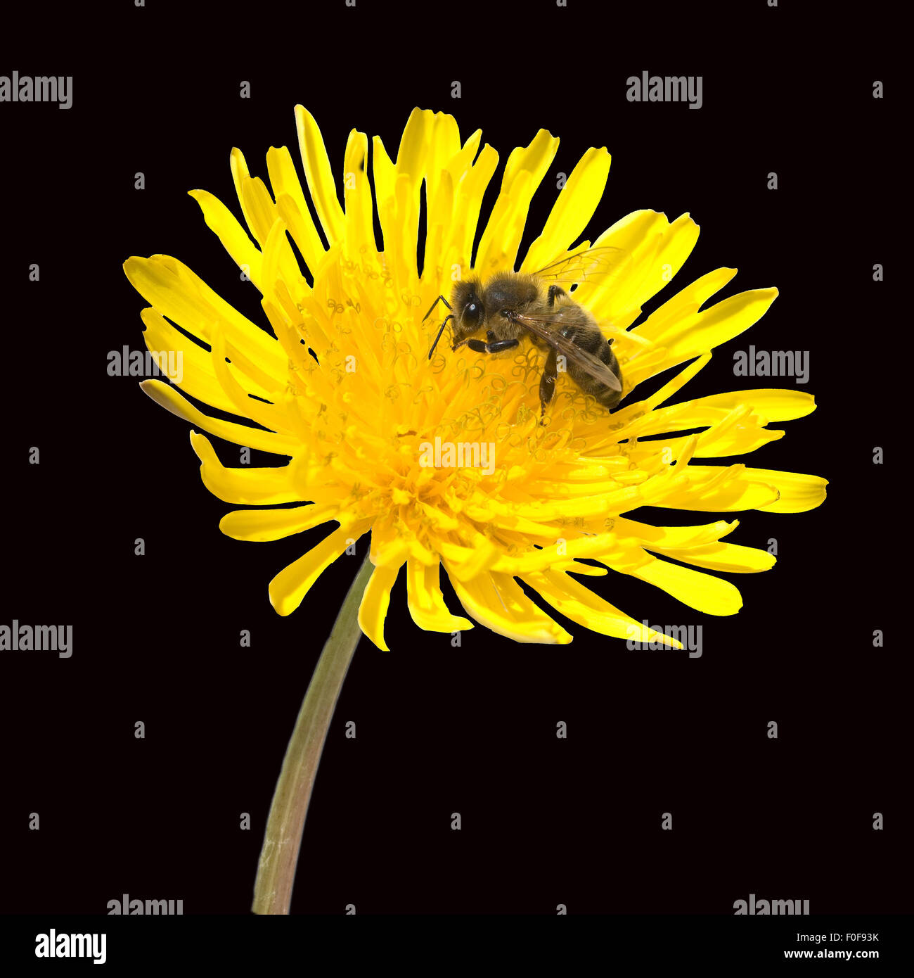 Loewenzahn, Biene Stock Photo Alamy