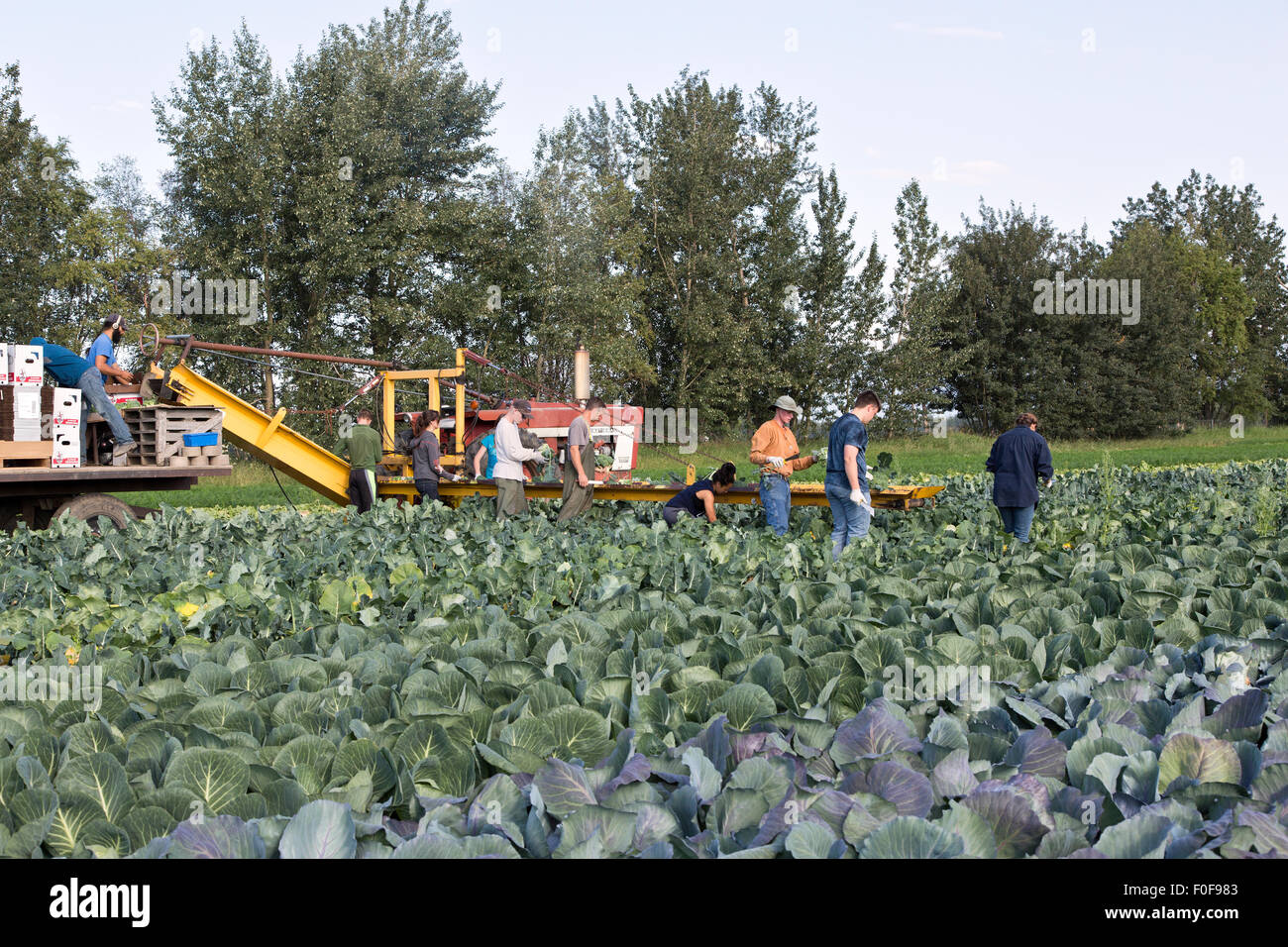 Farmer with field crew harvesting broccoli crowns,  packing & stacking boxes,  International Formall tractor pulling conveyor. Stock Photo