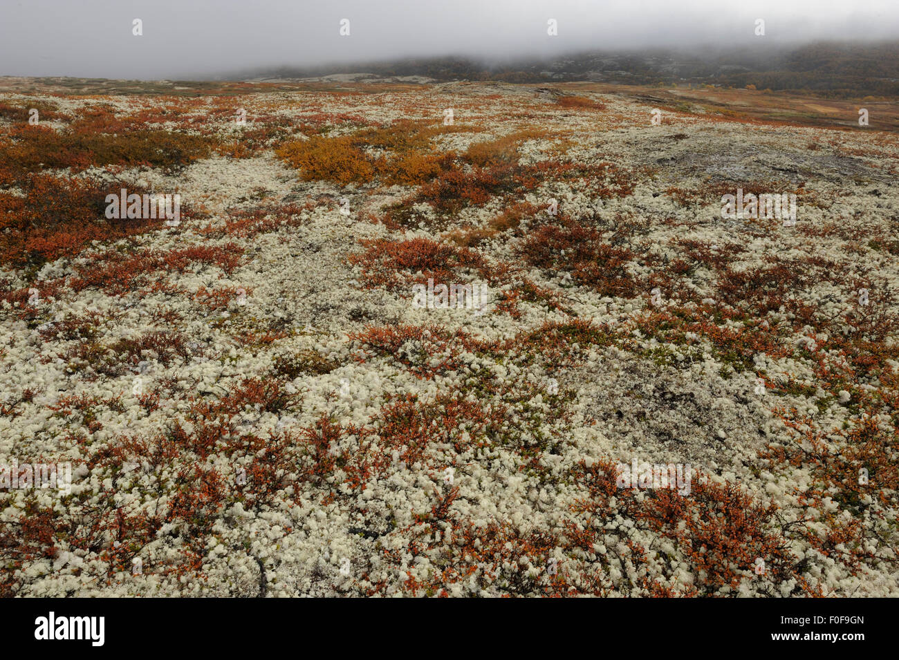 Tundra with Reindeer lichen / moss growing in the Forollhogna National  Park, Norway, September 2008 Stock Photo - Alamy