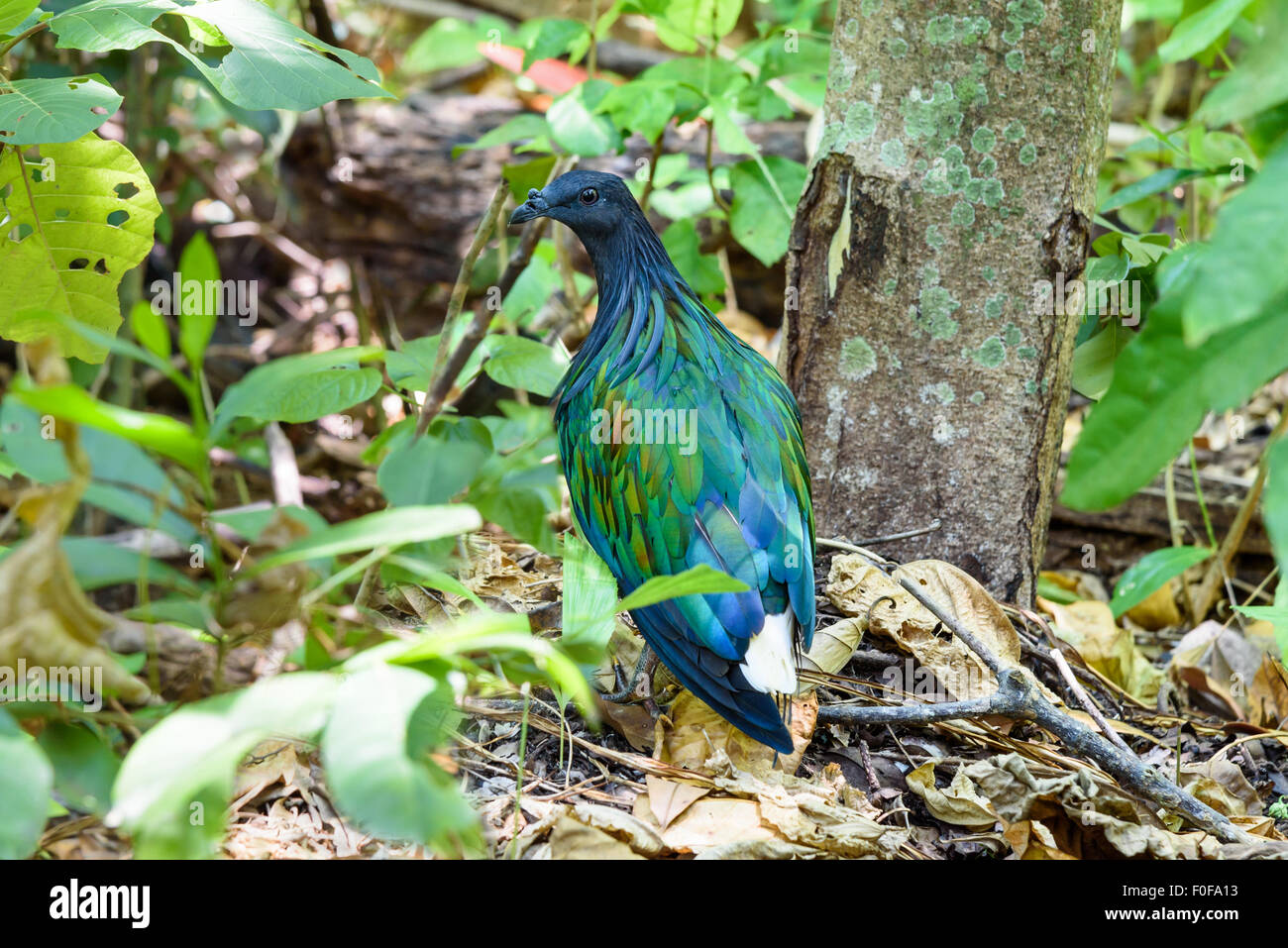 Nicobar pigeon, Nicobar dove or Caloenas nicobarica are birds that live on the island, Shooting in a forest on Koh Miang Similan Stock Photo