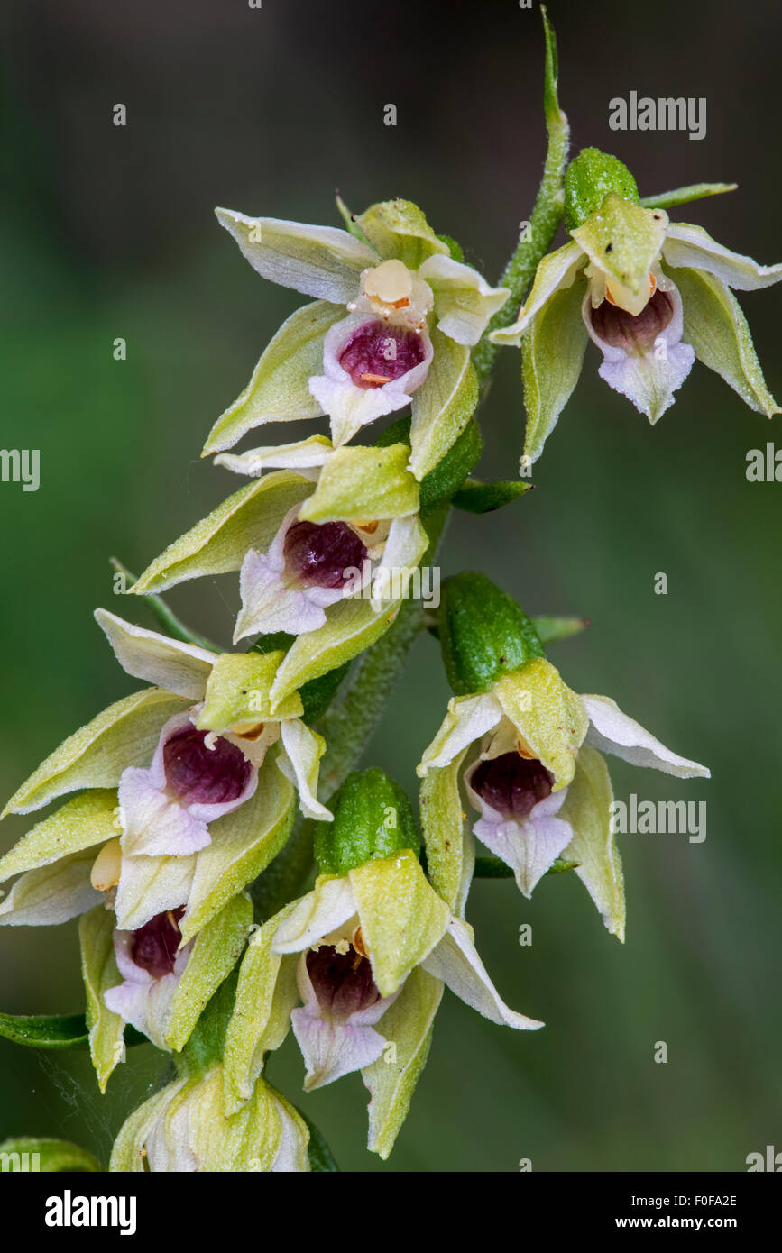 Narrow-lipped helleborine (Epipactis leptochila) in flower Stock Photo