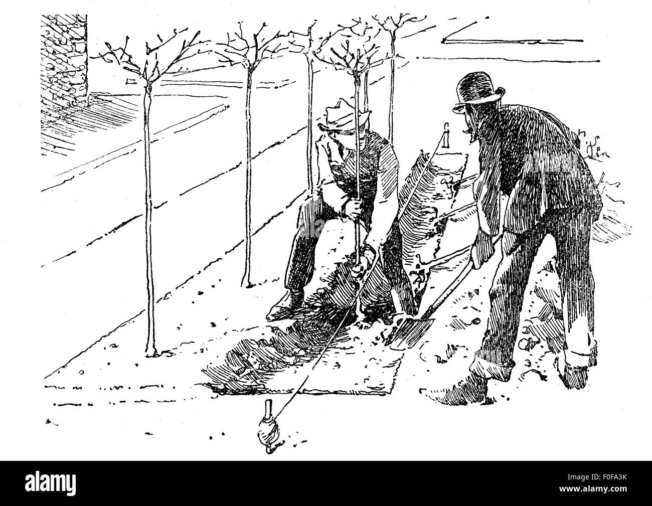 Horticulture engraving - in the orchard, two farmers sow young trees in a prepared soil truck  with the help of spade and positioning thread Stock Photo