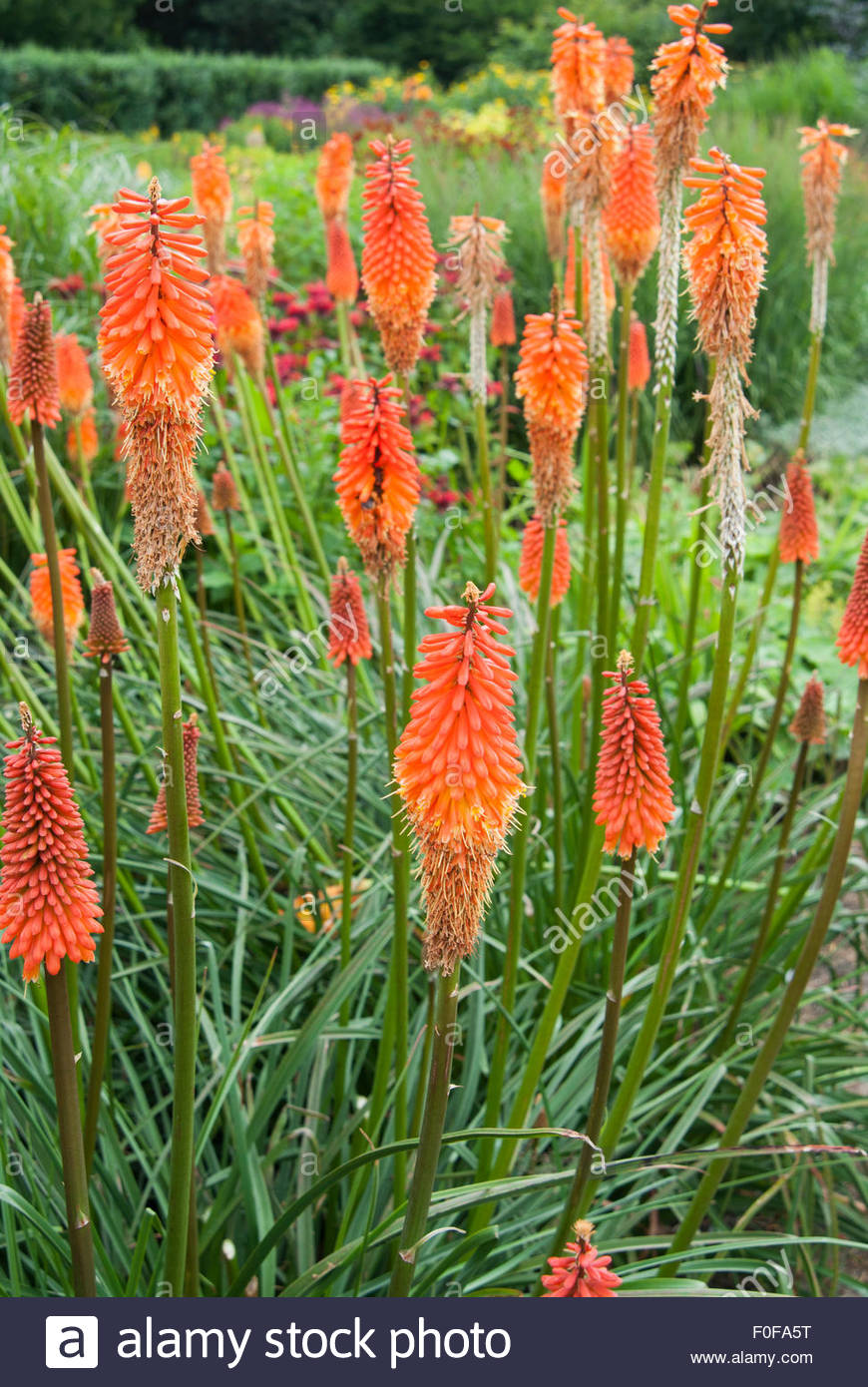 Kniphofia 'Royal Standard' Stock Photo: 86389124 - Alamy