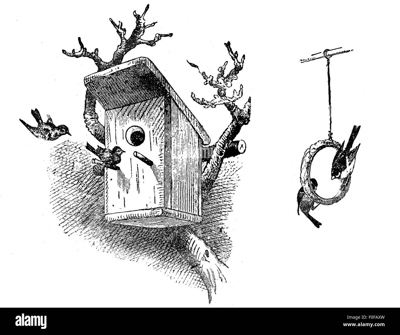 engraving of wooden bird house on tree and birds hanging from a birdseed ring Stock Photo