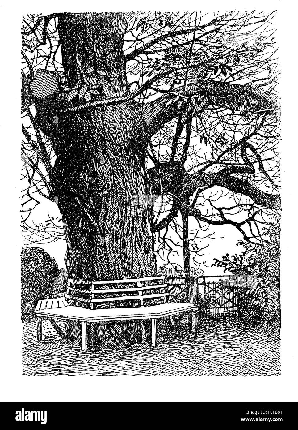 Gardens - Engraving of wooden bench around a big tree trunck in ornamental garden Stock Photo
