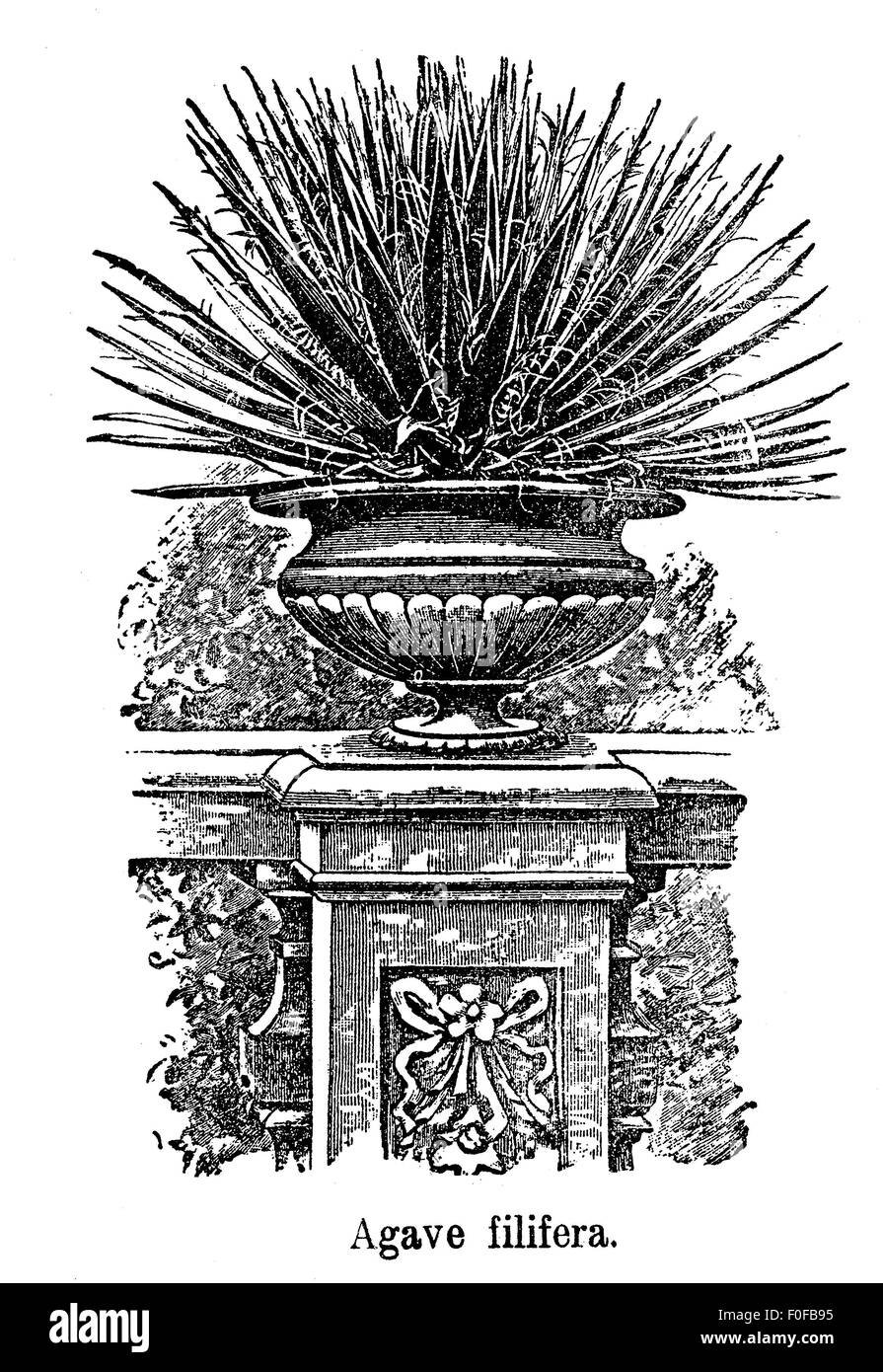 Engraving of ornamental garden with thread agave plant (Agave filifera) in stone vase Stock Photo