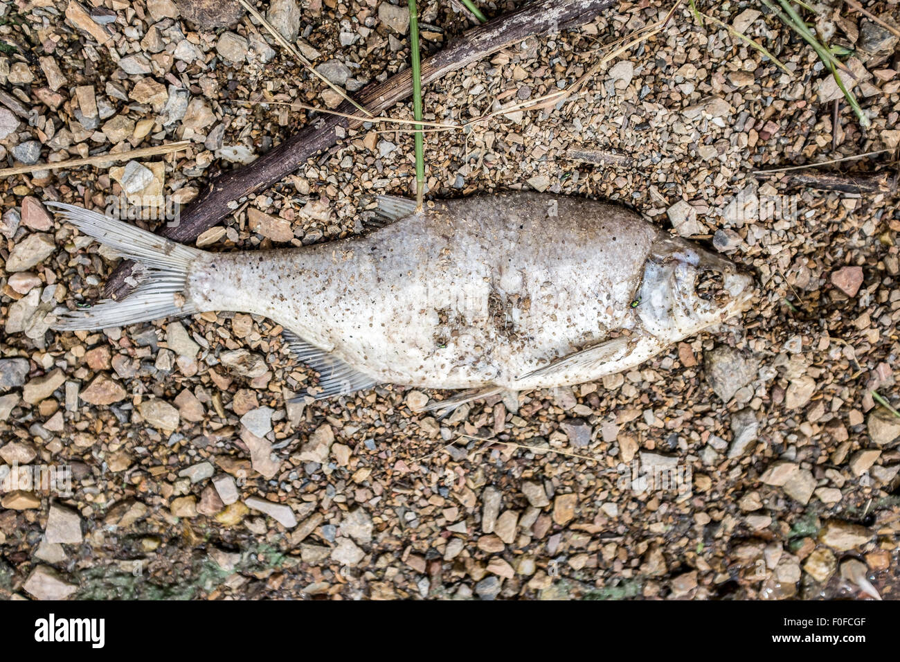 Dead fish pollution hi-res stock photography and images - Alamy