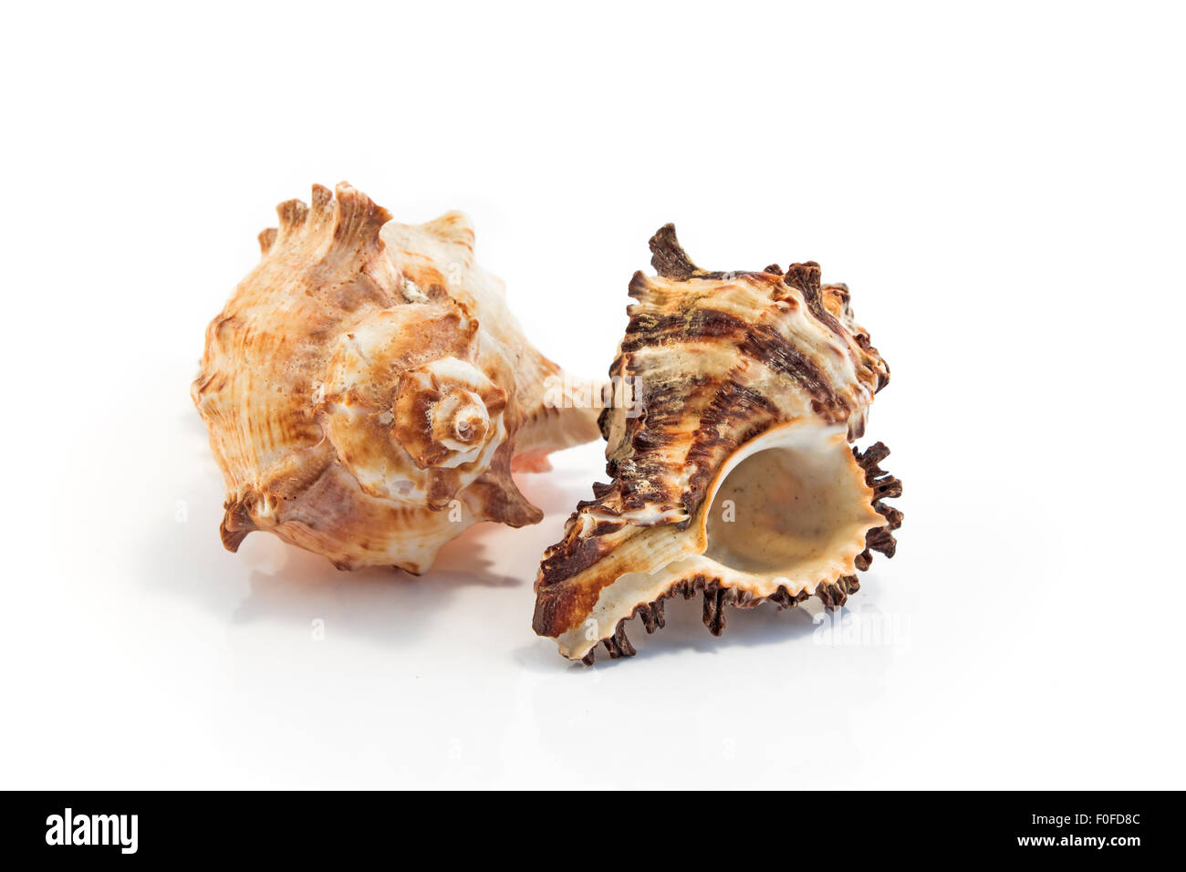 Sea shells isolated on white. Stock Photo