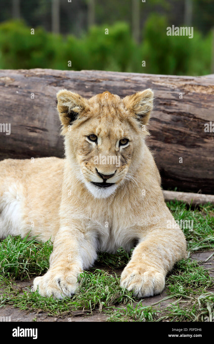 Cute juvenile female lion at Tenikwa Wildlife Awareness and Rehabilitation Centre Stock Photo