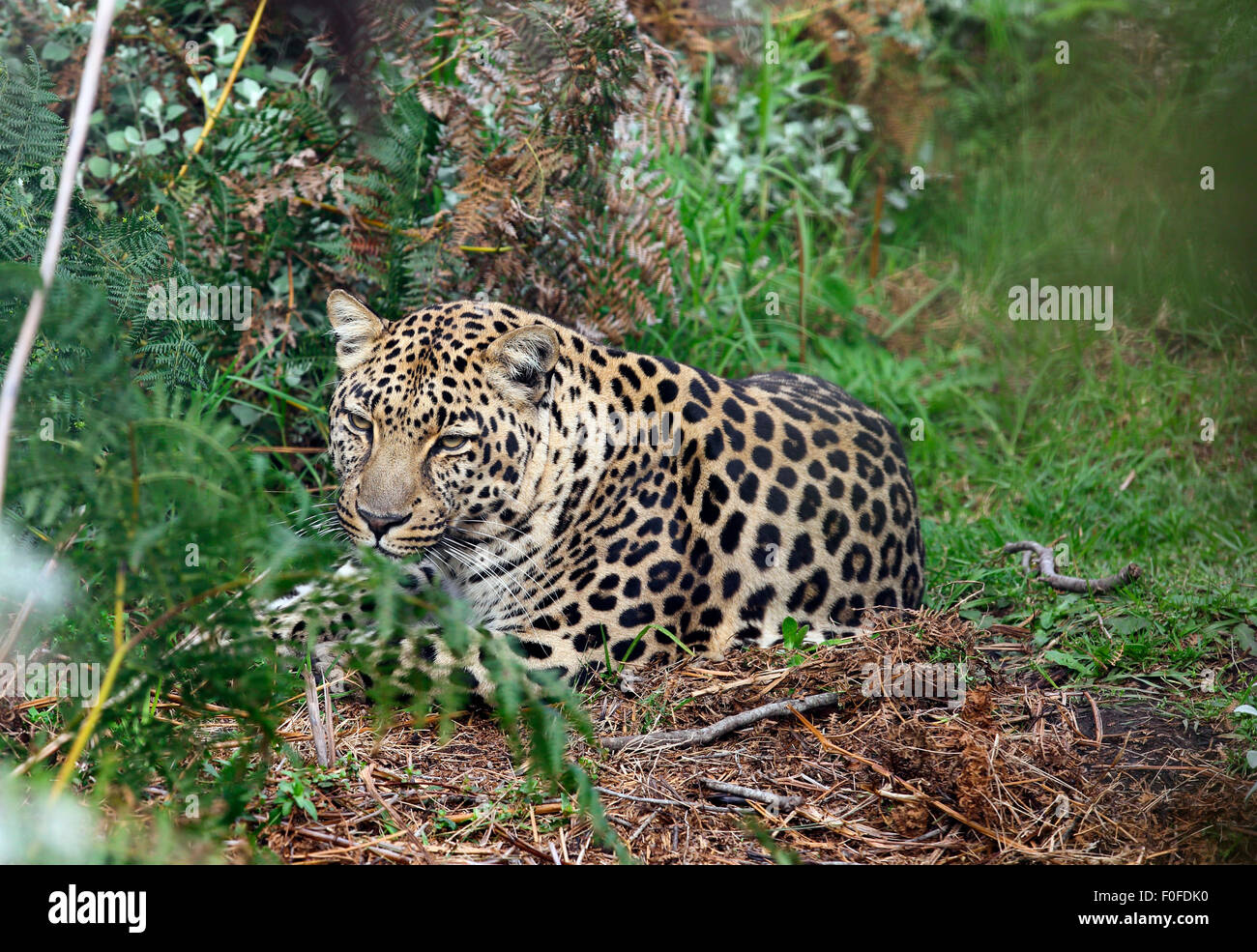 Leopard (Panthera pardus) resting in bush Stock Photo