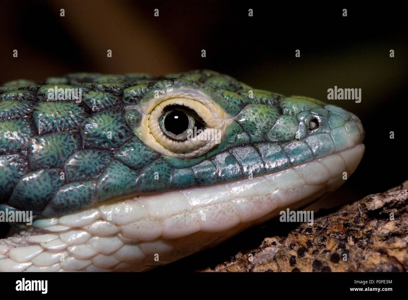 Alligator lizard, Abronia graminea is an endangered arboreal alligator lizard Stock Photo