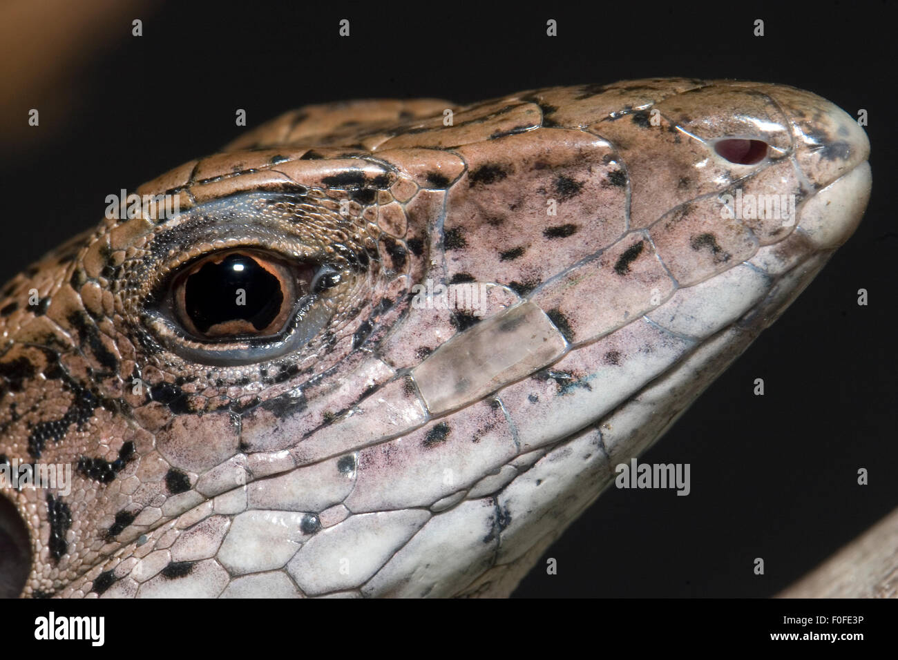 Jungle Runner, Ameiva ameiva, a South American lizard. Stock Photo