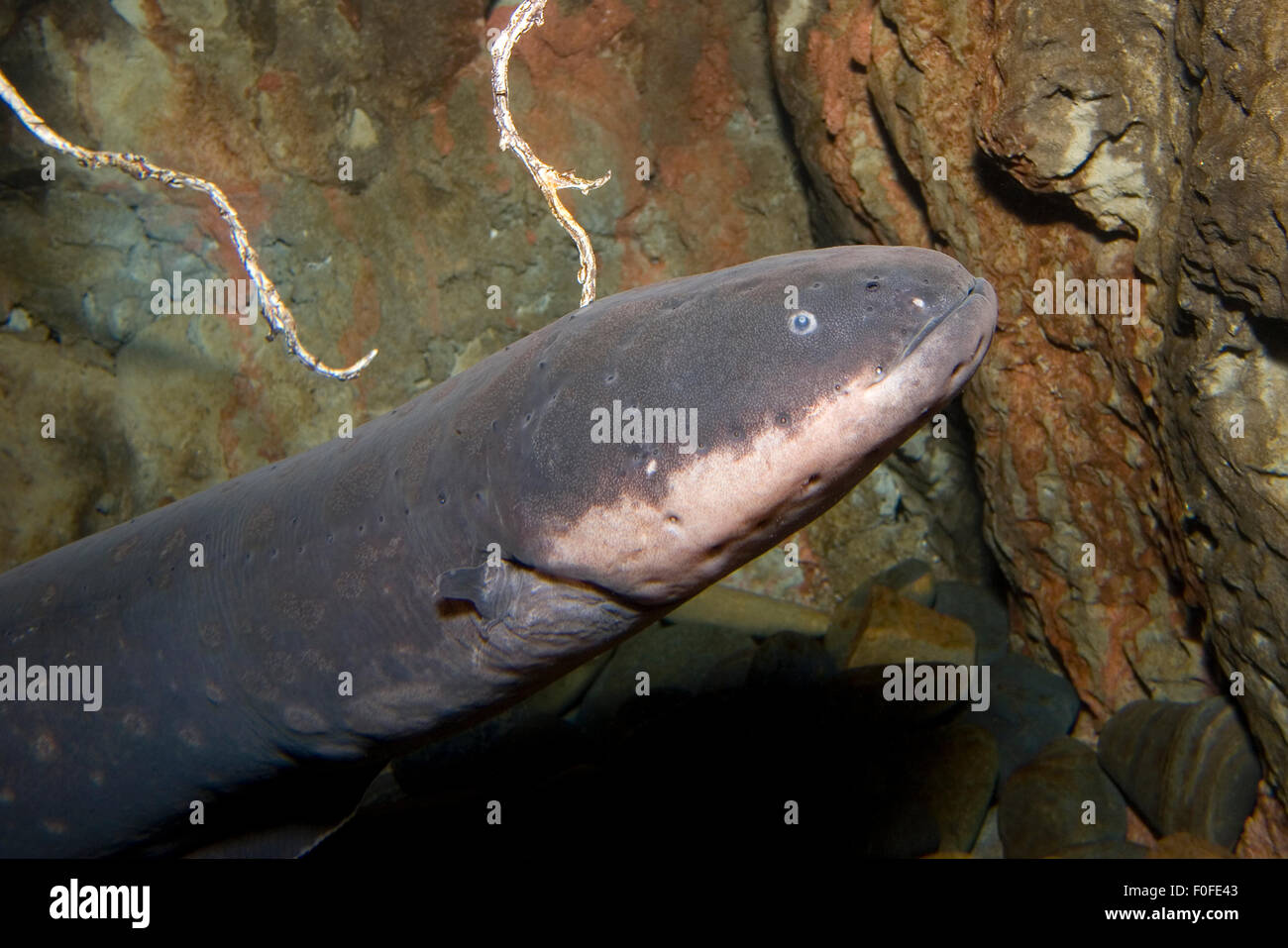 An Electric eel, Electrophorus electricus, from the Amazon River in