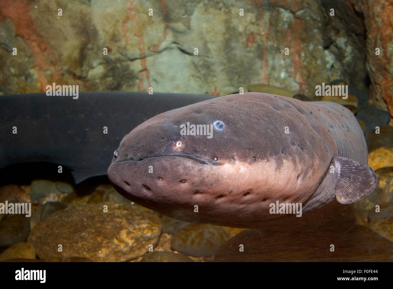 An Electric eel, Electrophorus electricus, from the Amazon River in Brazil Stock Photo