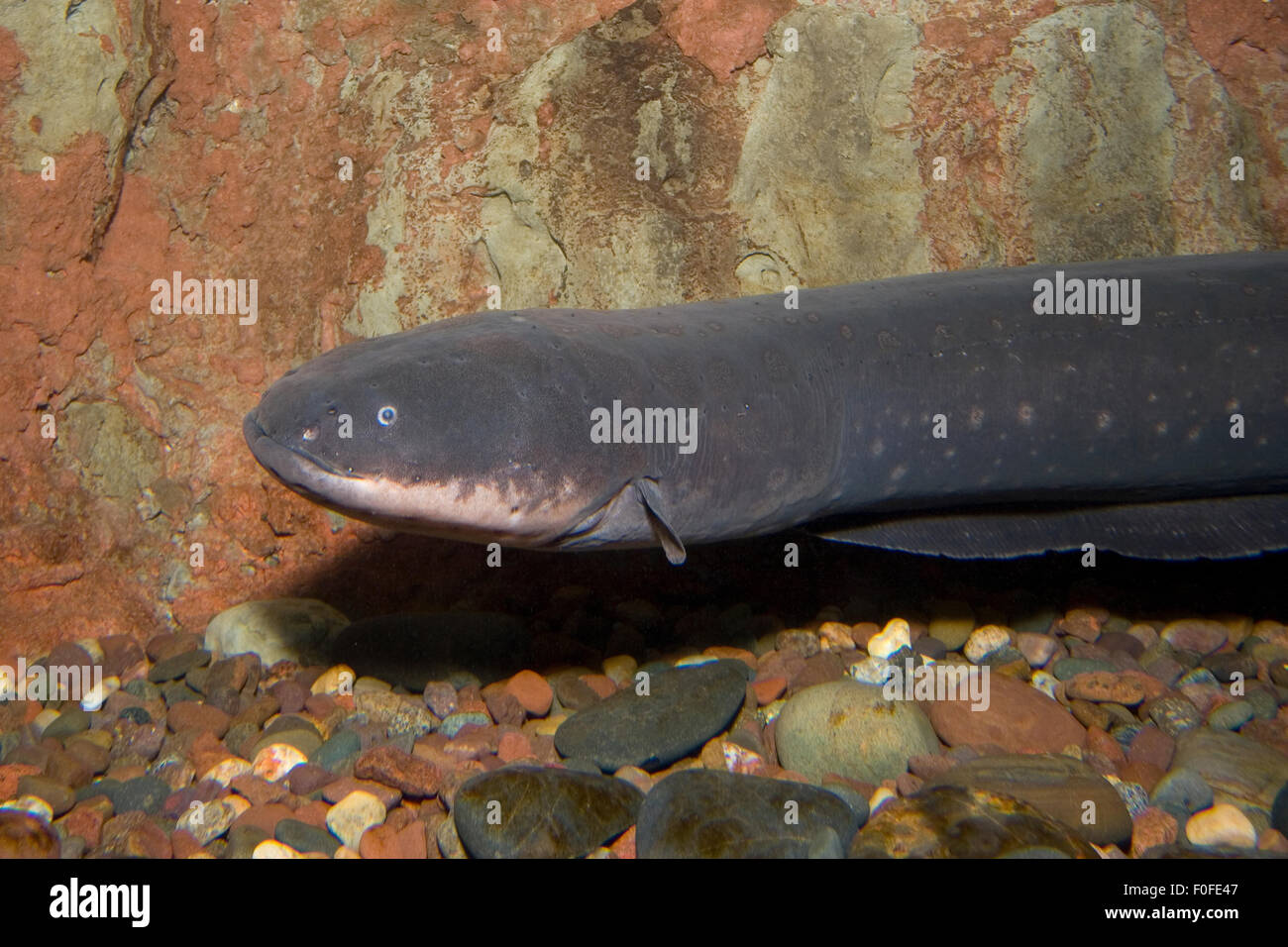 An Electric eel, Electrophorus electricus, from the Amazon River in Brazil  Stock Photo - Alamy