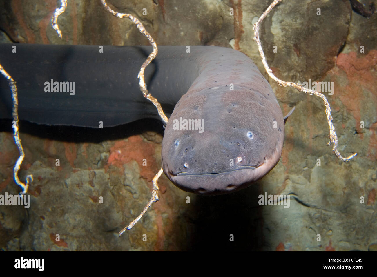 An Electric eel, Electrophorus electricus, from the Amazon River in Brazil Stock Photo