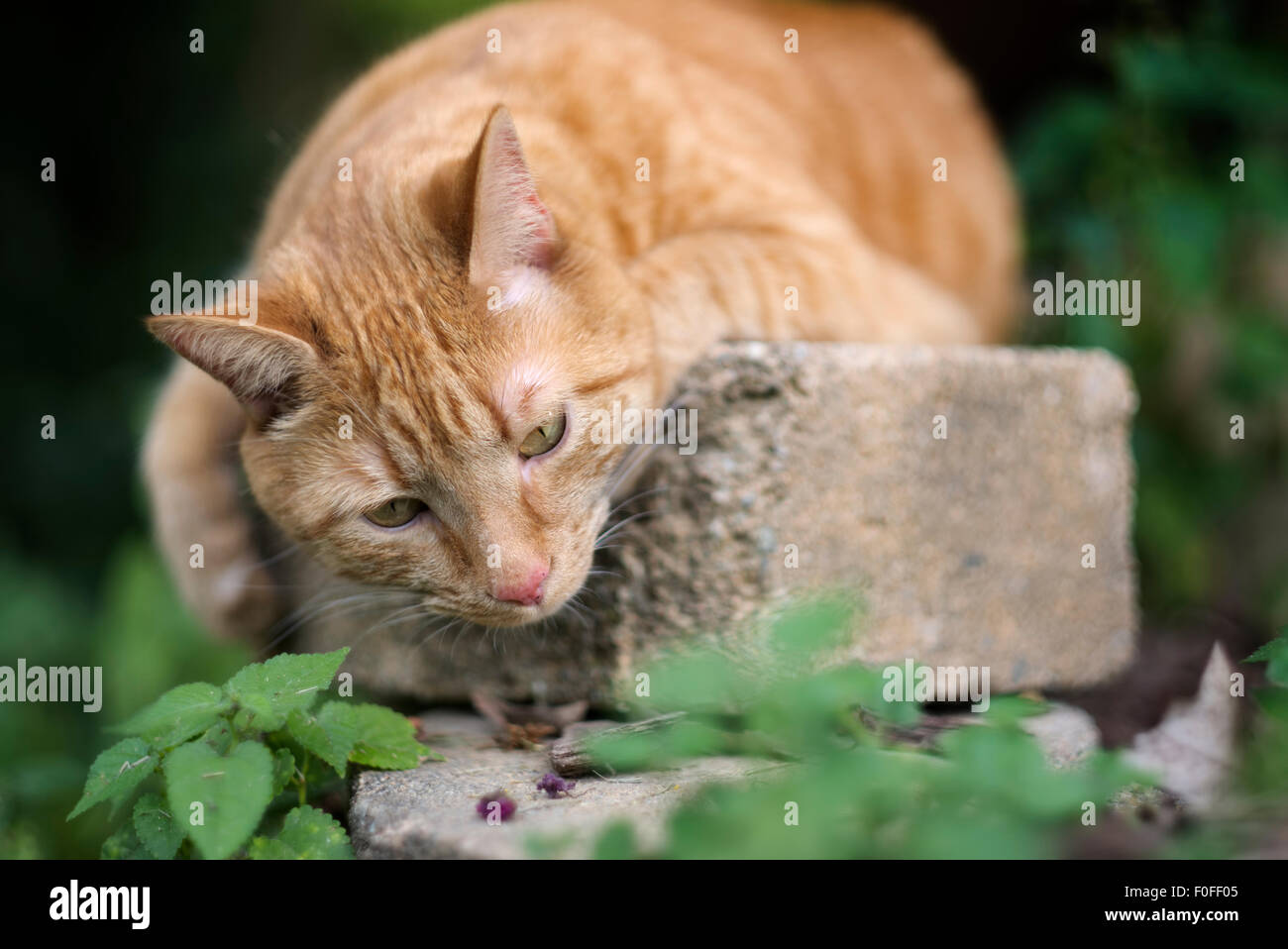 Orange tabby cat lying down outdoors watching things Stock Photo - Alamy