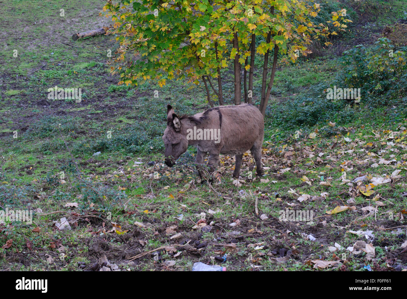 portrait of donkey grazing in the meadow Stock Photo - Alamy
