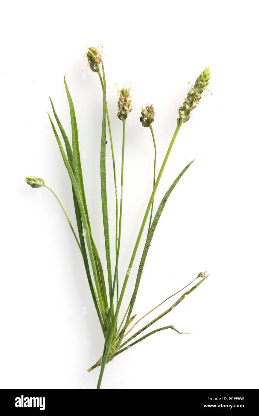 indischer flohsamen, Flohsamenkraut, flohsamen, Plantago ovata, Wegerich, Stock Photo