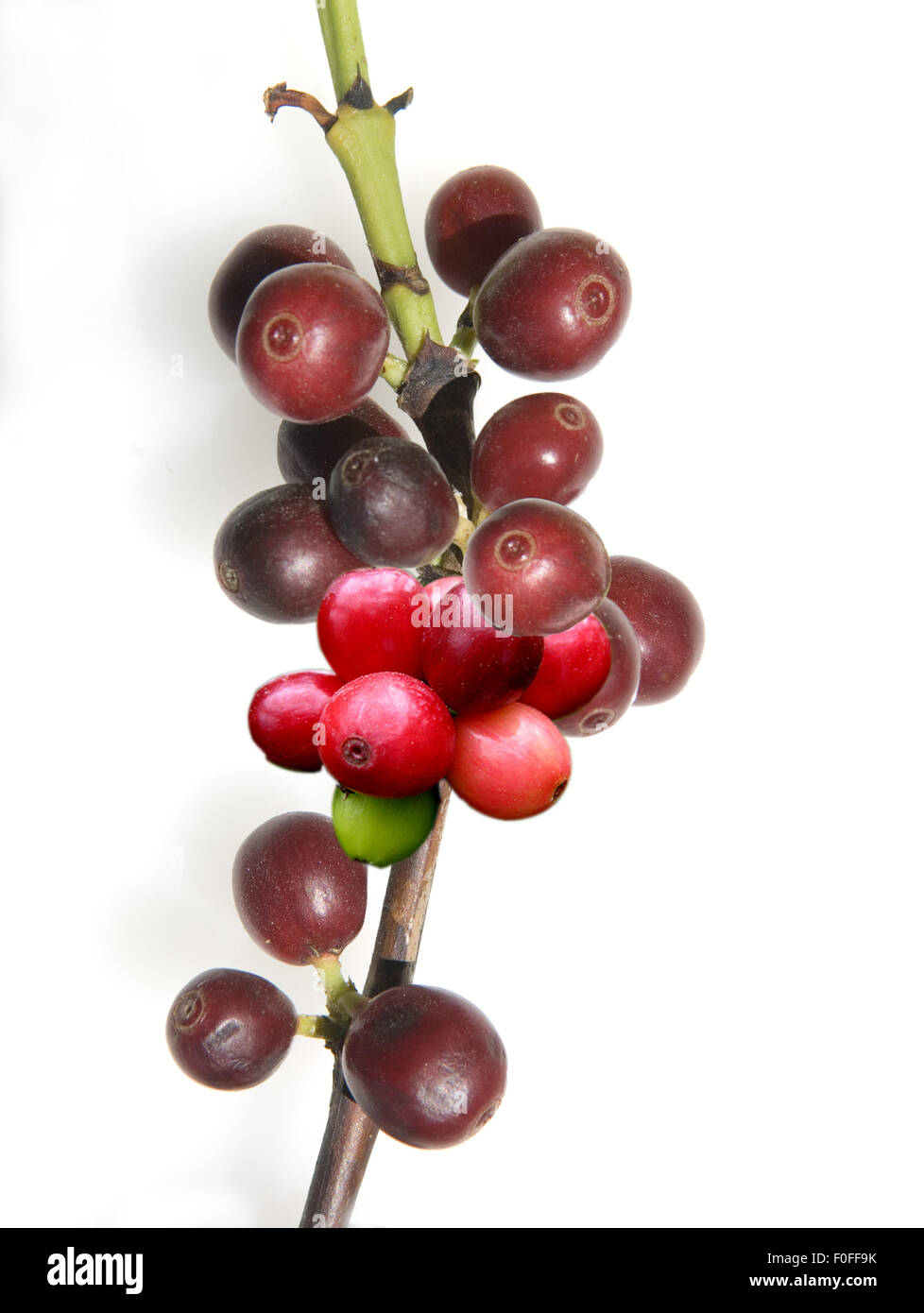 Kaffeekirschen, Kaffee, Coffea arabica, Stock Photo