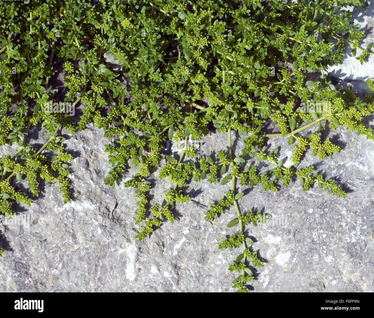 Kahles Bruchkraut; Herniaria glabra; Stock Photo