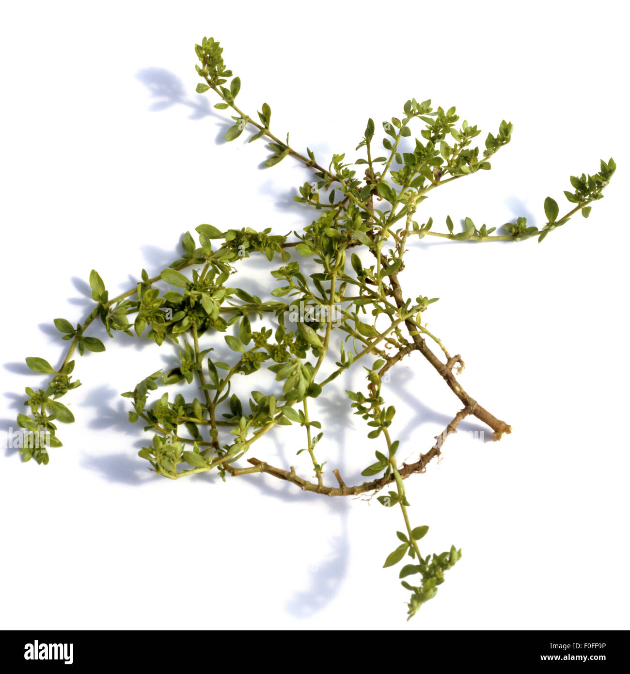 Kahles Bruchkraut; Herniaria glabra; Stock Photo