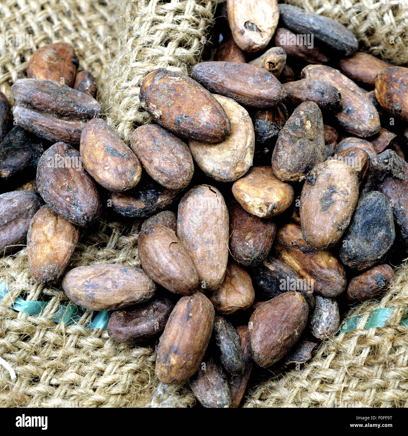 Kakaobaum hi-res stock photography and images - Alamy