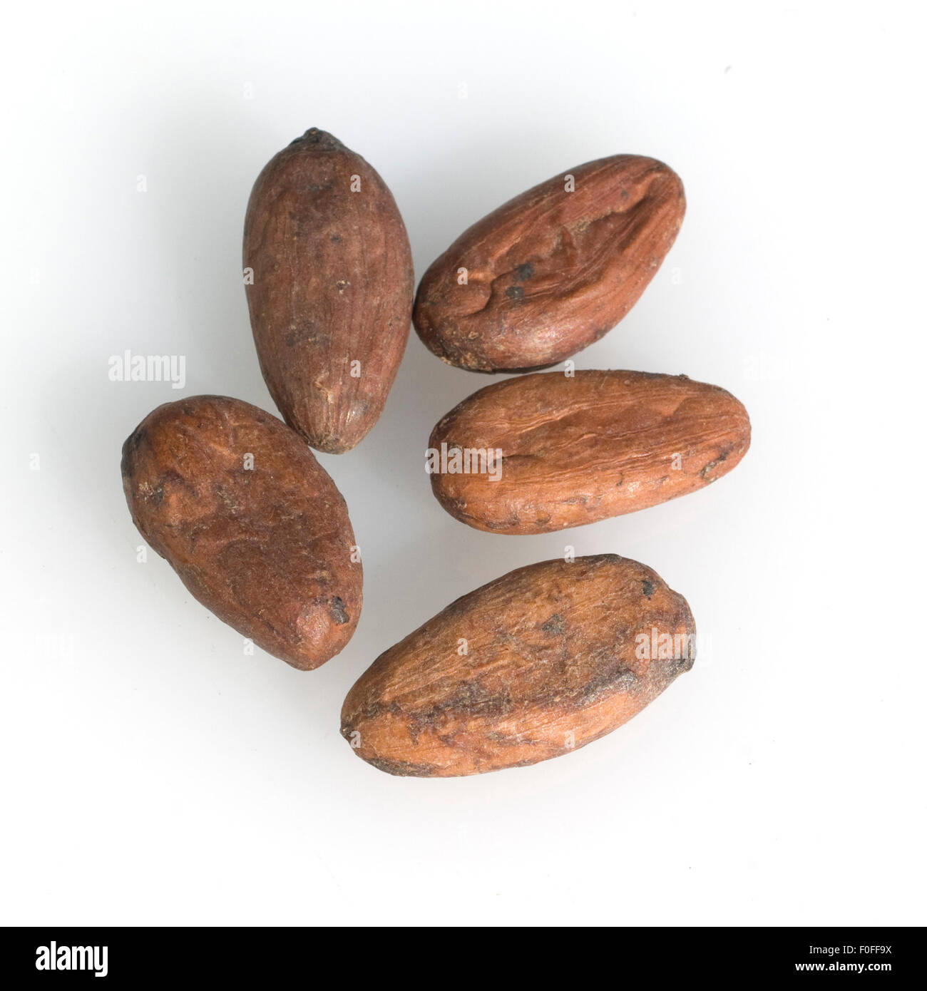 Kakaobohnen, Theobroma Cacao, Kakao, Stock Photo