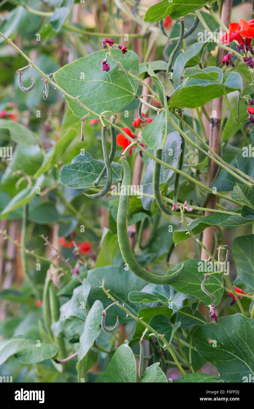 Phaseolus coccineus. Runner beans growing on the plants in an english