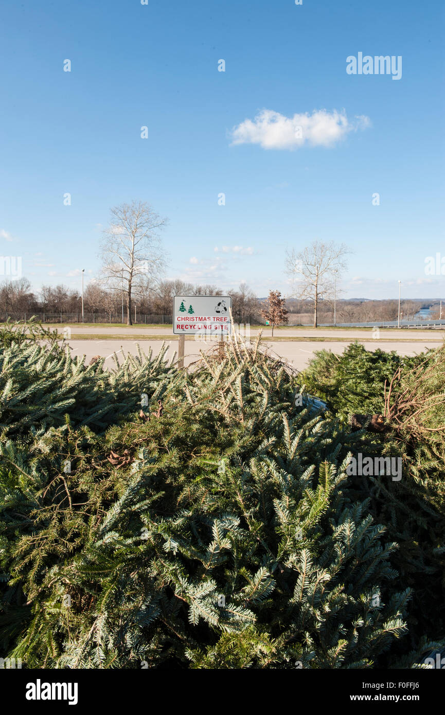 Disposed Christmas trees for recycling Stock Photo Alamy