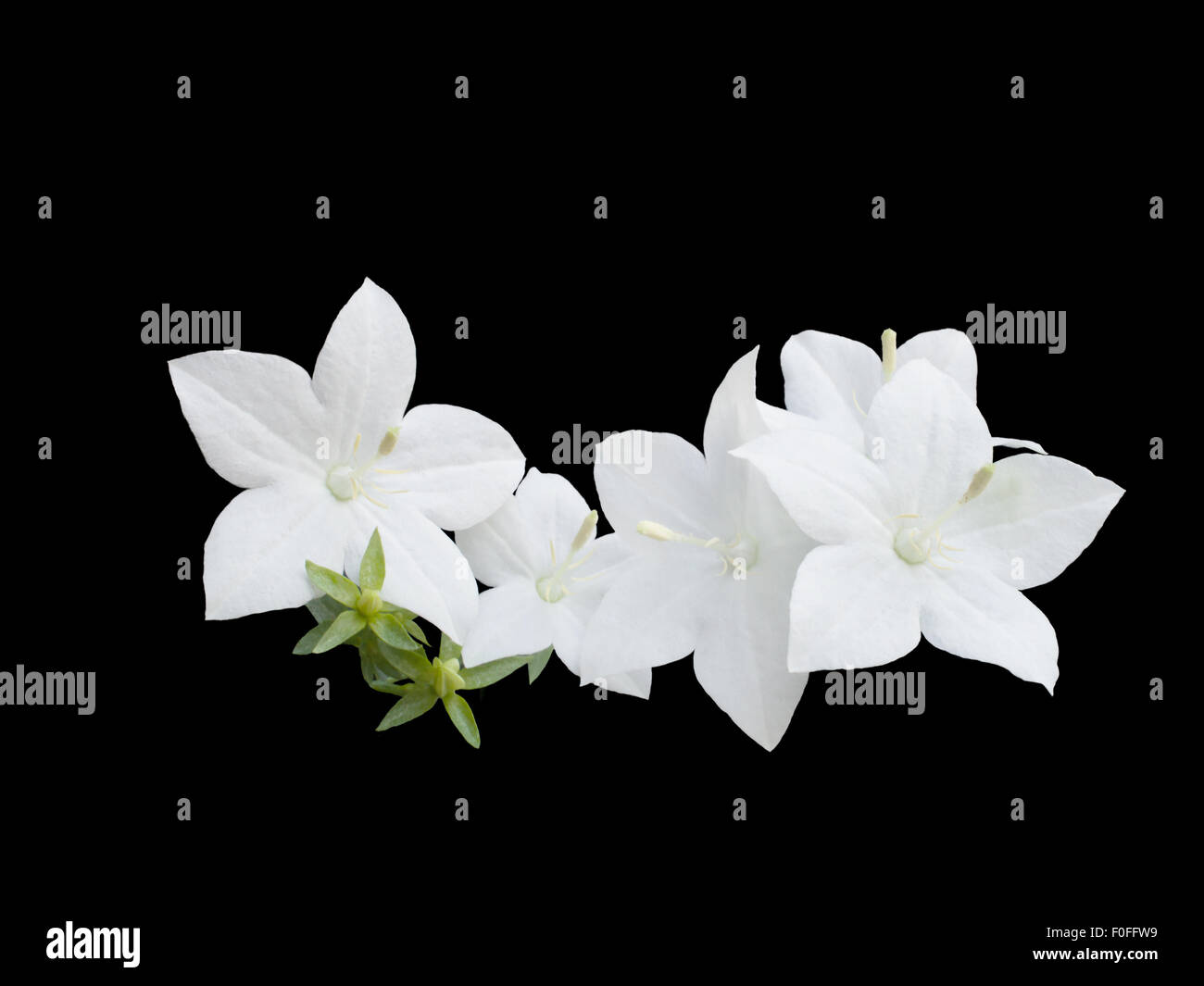 beautiful  white campanula is isolated on black background Stock Photo