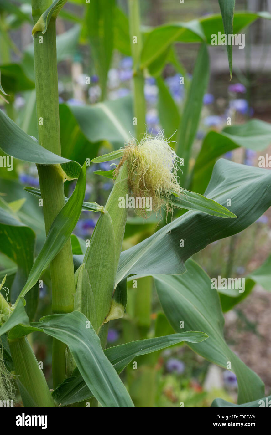 Maize. Sweetcorn 'swift' developing cob on the plant Stock Photo