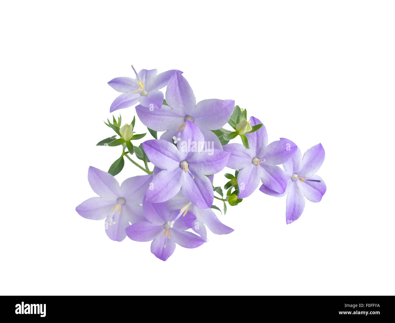 beautiful  blue campanula is isolated on white background Stock Photo