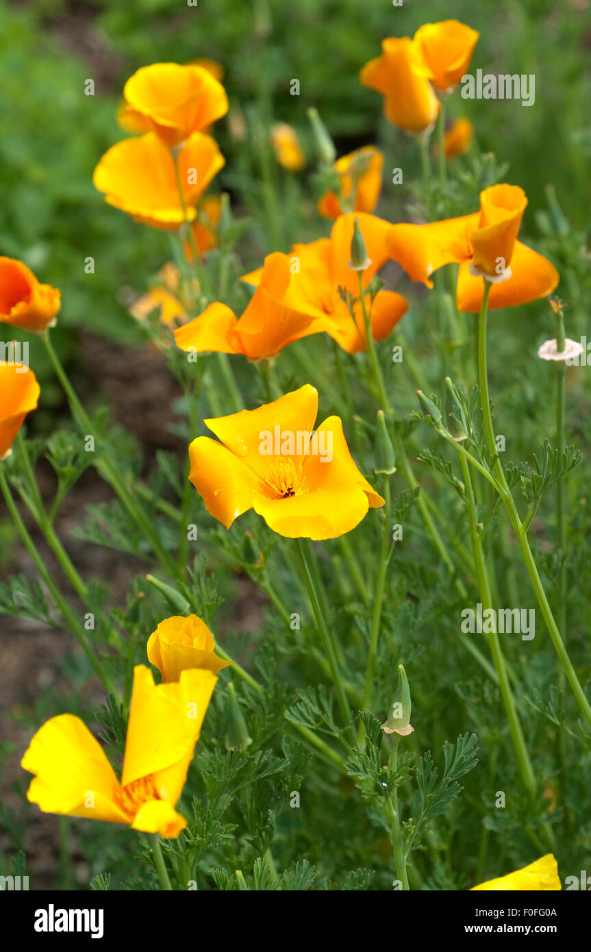 Kalifornischer; Mohn; Eschscholzia; californica; Stock Photo