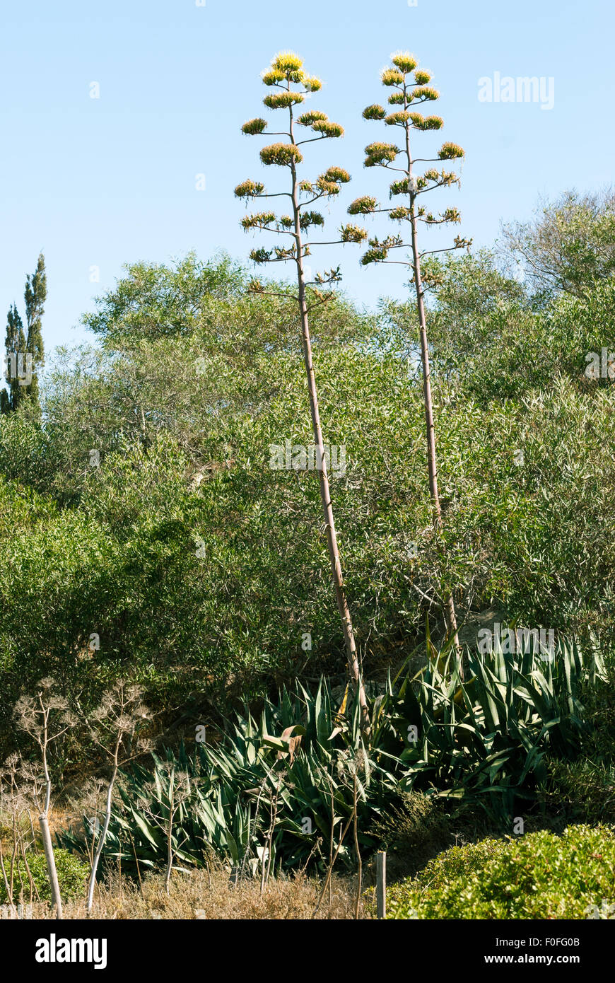 Cactus in cyprus hi-res stock photography and images - Alamy