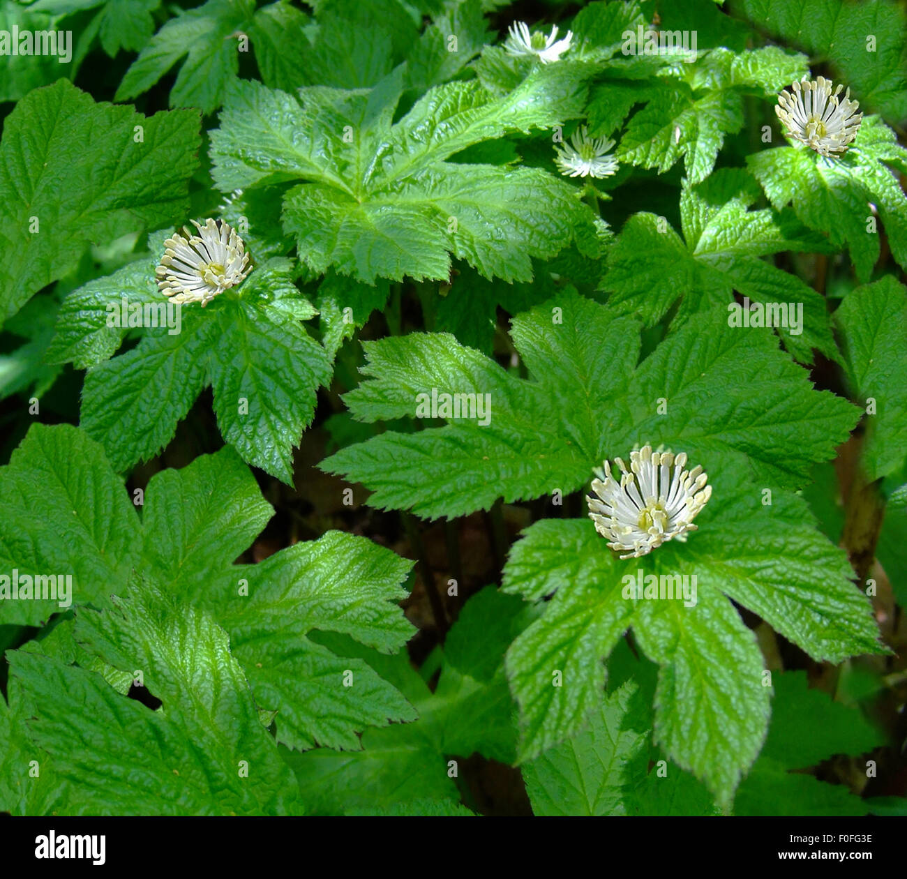 goldenseal root