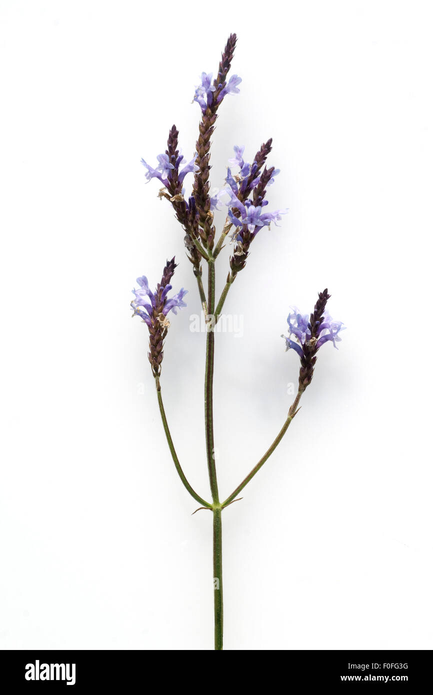 Kanarischer Lavendel Stock Photo