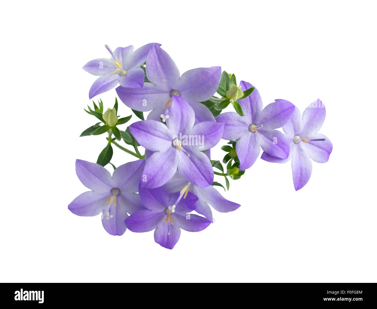 beautiful  blue campanula is isolated on white background Stock Photo