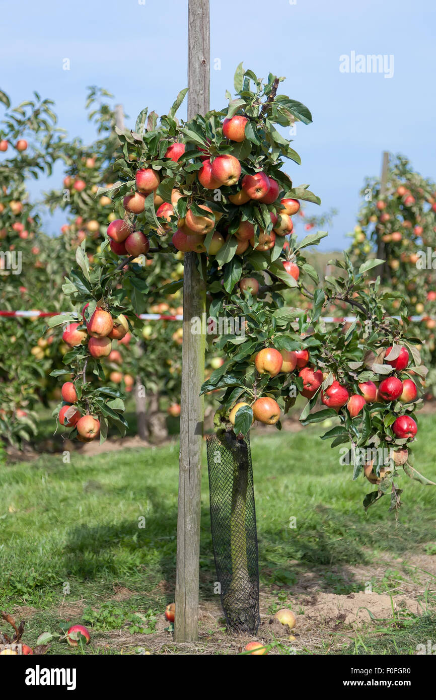 Young apple tree full of ripe apples in organic farm Stock Photo Alamy
