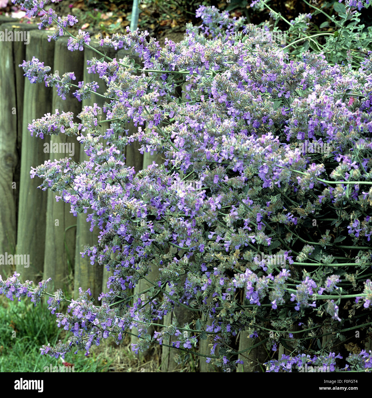 Katzenminze, Nepeta x faassenii Stock Photo - Alamy