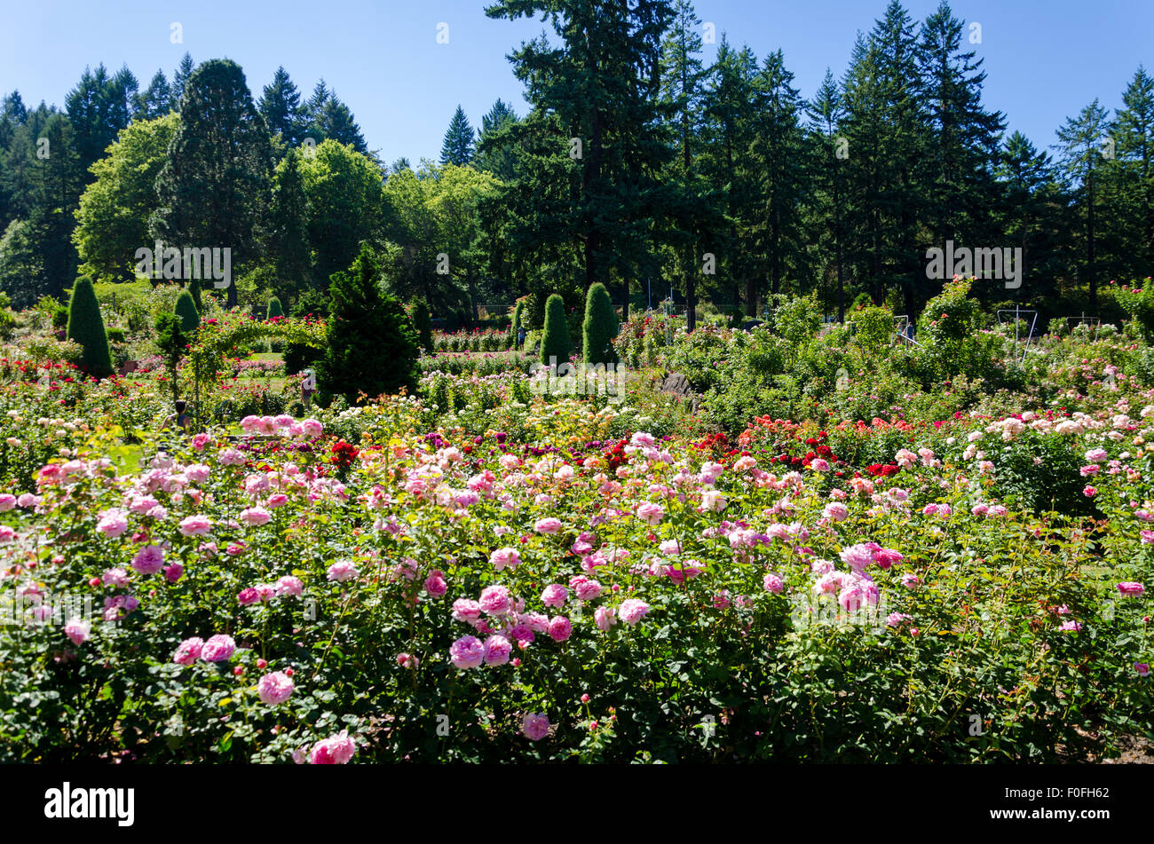 Roses from Portland's famous International Rose Test Garden in