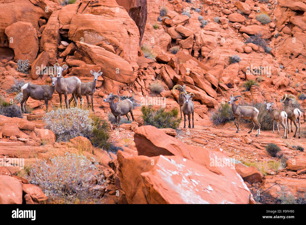 Desert big horn sheep in Valley of Fire State Park, Nevada, USA Stock Photo