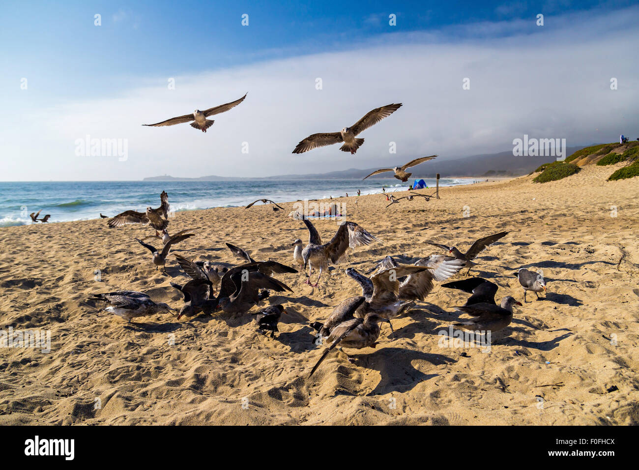 Seagulls feeding mid-air on the beach in Half Moon Bay in California, USA Stock Photo